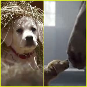 Watch Budweiser’s Beloved Puppy Commercials Right Here! | Super Bowl ...