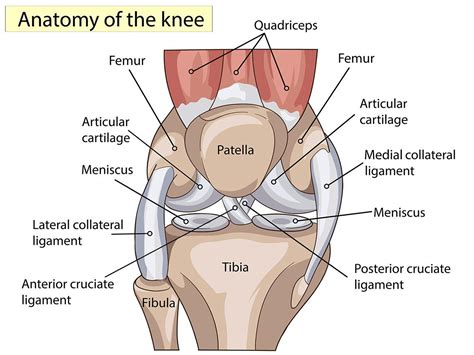 What Does A Knee Ligament Injury Feel Like