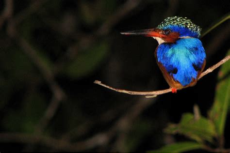 Bird Photography With Flash