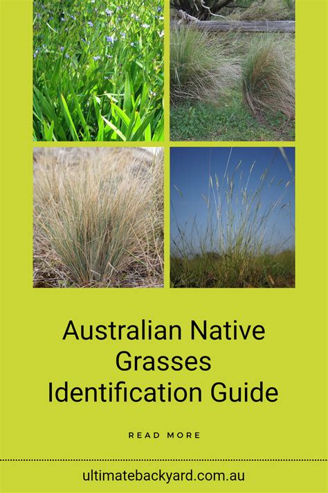 Australian Native Grasses Identification Guide Australian Native Plants Australian Plants