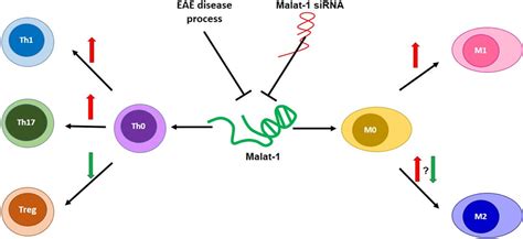 Malat Long Noncoding Rna Regulates Inflammation And Leukocyte