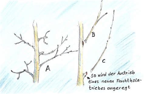 Apfelbaum Schneiden Einfache Tipps F R Anf Nger