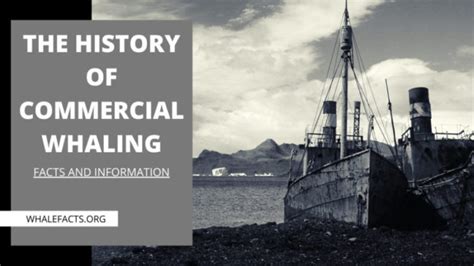 Commercial Whaling Facts And Information Whale Facts