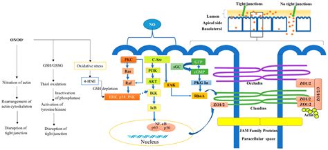 Ijms Free Full Text The Role Of Nitric Oxide In Regulating