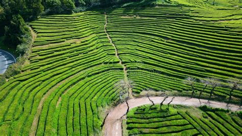 Aerial Tea Plantation Rows In Summer Peaceful Lush Greenery Growing On