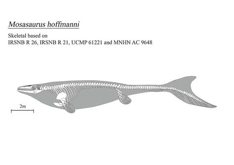 Repost Fossil Productions Skeletal Reconstruction On Mosasaurus