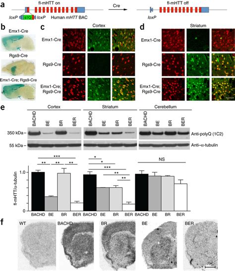 Genetic Reduction Of Human Fl MHTT Expression In Neuronal Populations