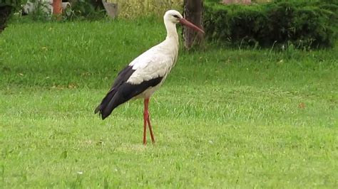 20130721 White Stork Baltasis Gandras Youtube