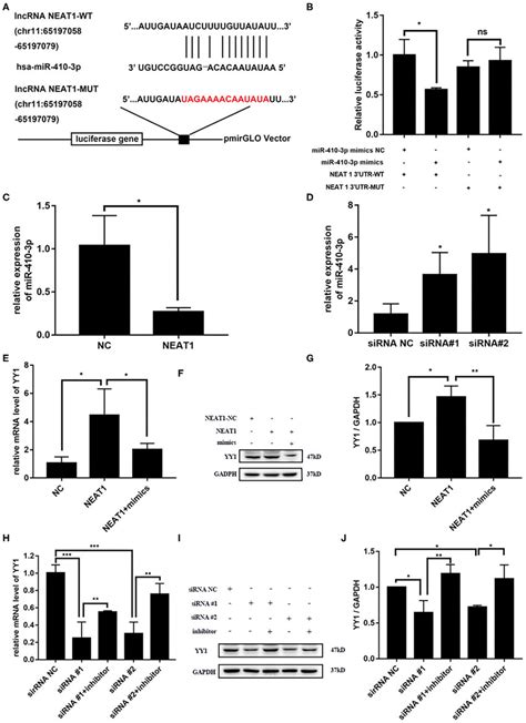 Neat Competitively Binds Mir P To Regulate Yy Levels In