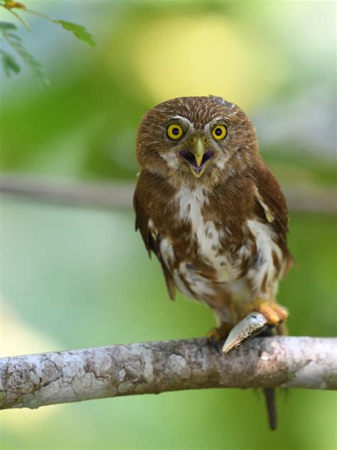 Foto Cabur Glaucidium Brasilianum Por Emerson Kaseker Wiki Aves