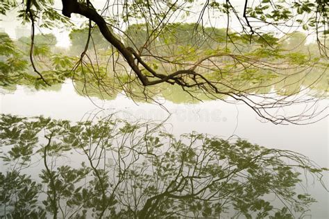 Reflections Of Tree Branches Stock Photo Image Of Photographic Lake