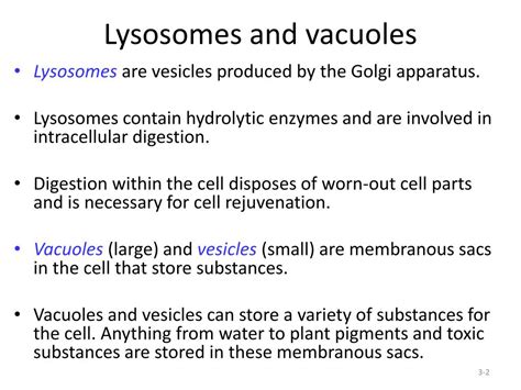 Ppt Peroxisomes Lysosomes And Vacuoles Powerpoint Presentation Free