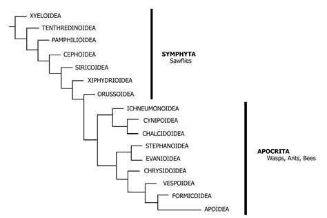 Classification | Sawfly GenUS