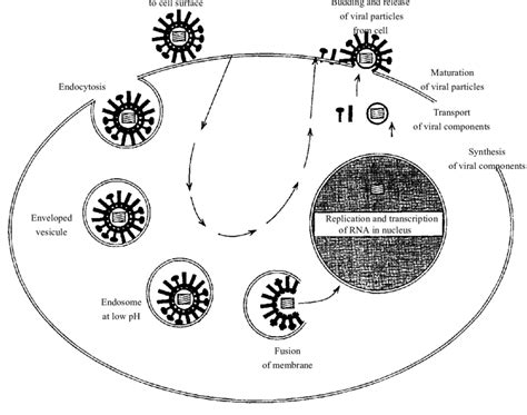 The Replicate Cycle Of Influenza A Virus Čiampor Et Al 1998