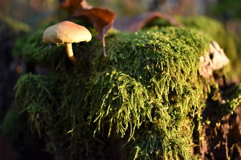 Pilz Moos Sonnenuntergang Kostenloses Foto Auf Pixabay Pixabay