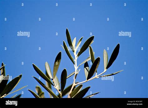 Olive Tree Blue Sky Hi Res Stock Photography And Images Alamy