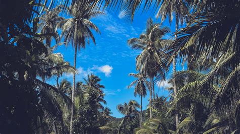 Palm Trees Branches Leaves Sky Clouds Tropics 4k Hd Wallpaper