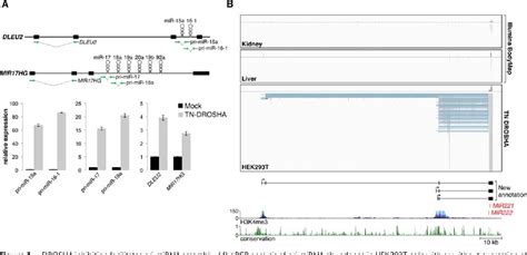 Figure 1 From Genome Wide Annotation Of Microrna Primary Transcript