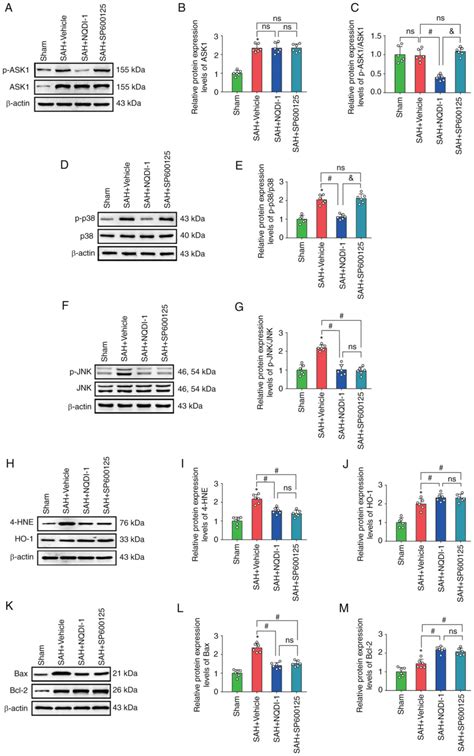 ASK1 Inhibitor NQDI1 Decreases Oxidative Stress And Neuroapoptosis Via