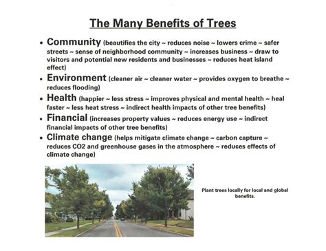 The Many Benefits of Trees | Tree Lafayette