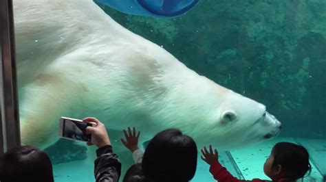 ホッキョクグマのもぐもぐタイム。旭山動物園、2018年9月10日。 Youtube