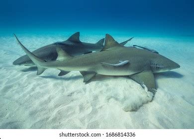 2,147 Shark habitat Images, Stock Photos & Vectors | Shutterstock