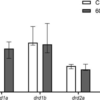 Analysis Of Dopamine Receptor Gene Expression In Adult Zebrafish Whole