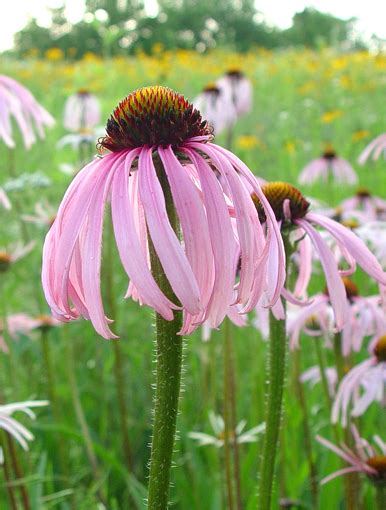 Coneflower, Pale purple | Hamilton Native Outpost