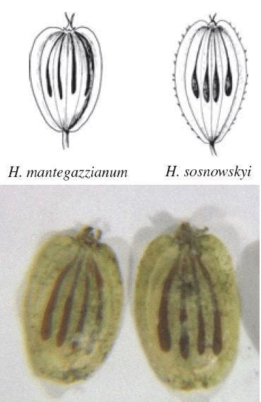 How Giant hogweed may be distinguished from Sosnowsky's hogweed? | ResearchGate