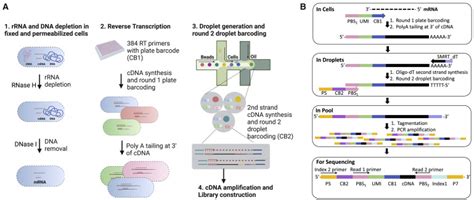 Bacterial Droplet Based Single Cell Rna Seq Reveals Antibiotic