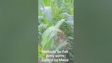 Methods For Fall Army Worm Management On Maize🌽 Youtube