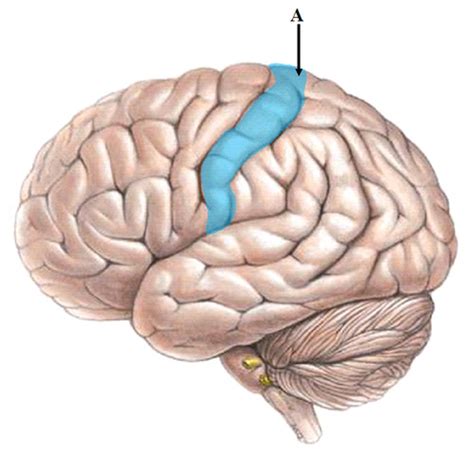 Nervous System Lab Quiz Brain Cerebrum Flashcards Quizlet