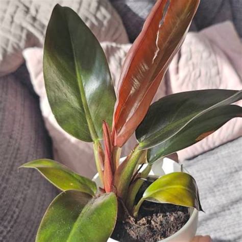 Tradescantia Gibasis Jose Puig 9cm Plant Pot House Plant - Etsy UK