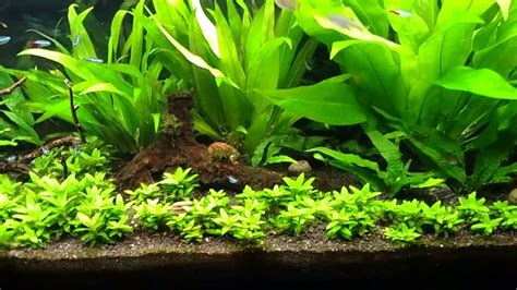 55 Gallon Planted Aquarium YouTube