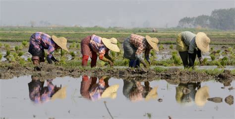 Peasants Day In Myanmar In 2020 Office Holidays