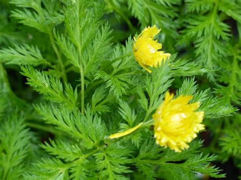 Gefülltes Adonisröschen Pleniflora kaufen Floranza floranza de