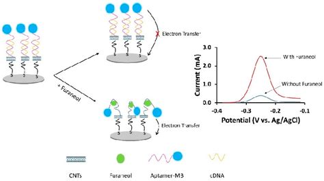 Schematic Diagram Of The Working Principle Of The Cnt Me Aptasensor For Download Scientific