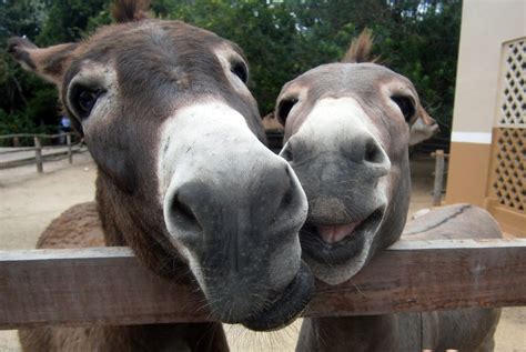 Donkey Smiling