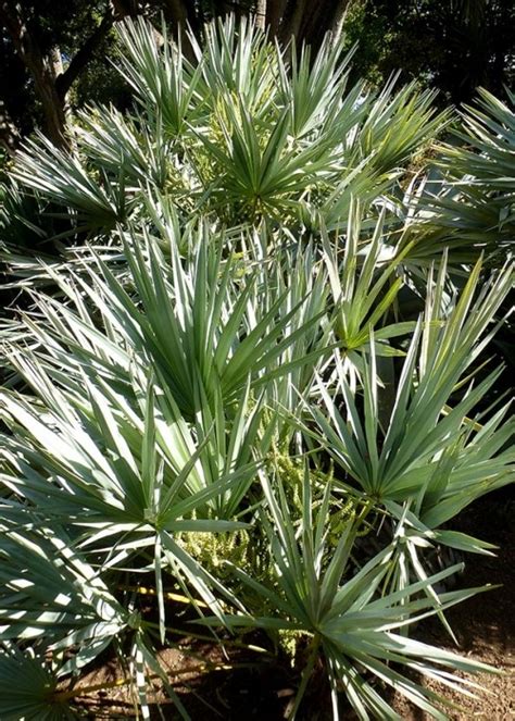 Serenoa repens - Palmeras y jardines