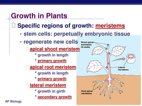 Ppt Understanding Growth And Hormones In Plants Powerpoint Presentation Id 9116450