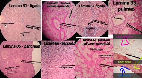 Lâminas Histológicas Histologia I