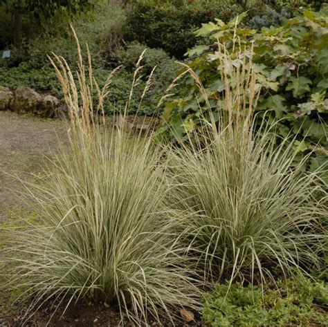 Grass Avalanche Feather Reed For Sale Shop Stuart S Stuart S Landscaping And Garden Center Inc