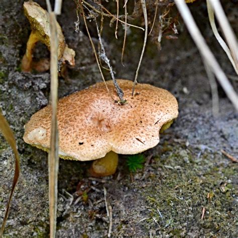 Velvet Bolete from 294 01 Nová Ves u Bakova Bakov nad Jizerou Česko on