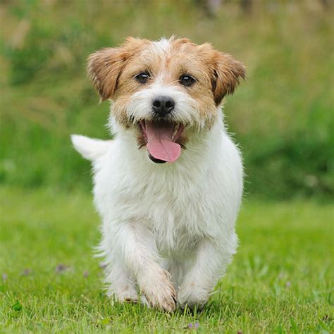 #1 | Jack Russell Terrier Puppies For Sale In Atlanta GA