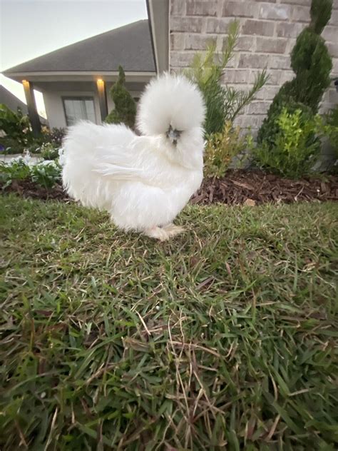 6 Show Quality Silkie Chicken Fertile Hatching Eggs All Colors Bearded