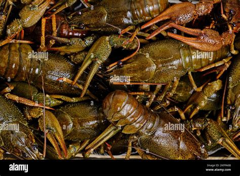 background  river crayfish close  stock photo alamy