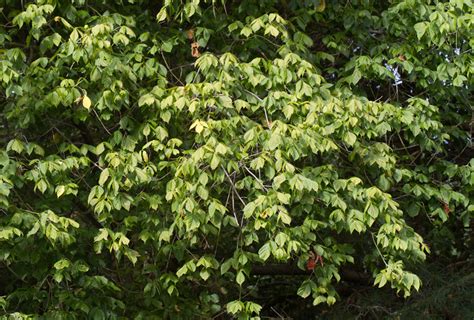 Maryland Biodiversity Project Box Elder Acer Negundo