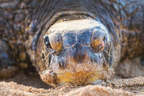 Hawaiian Green Sea Turtle stock photo. Image of wildlife - 103624054