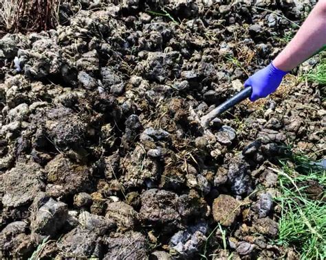 Fumier Avantages Utilisation Au Jardin Et Au Potager