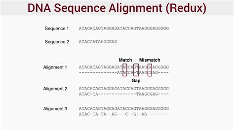 Ppt Phylogenetics Powerpoint Presentation Free Download Id572205